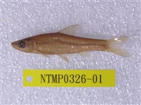 藏品(羅漢魚)的圖片